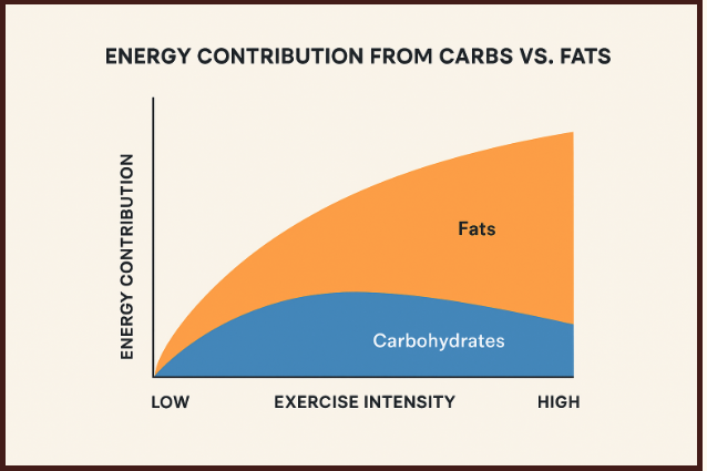 A graph showing energy contributions from carbs vs fats